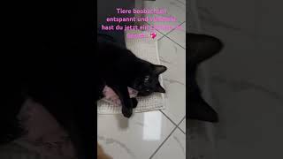 Katzen ASMR 😍 [upl. by Sammer]