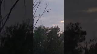 Egrets Roosting and Cormorants Roosting 101924 [upl. by Cyb]