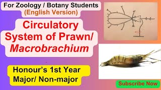 Circulatory Blood Vascular system of Prawn Macrobrachium Hons 1st Year ZoologyNon major Botany [upl. by Oicapot]