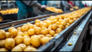 How Potato Chips Are Produced In CRAZY Amounts Potato Harvesting Factory Chips Processing Line [upl. by Ric]