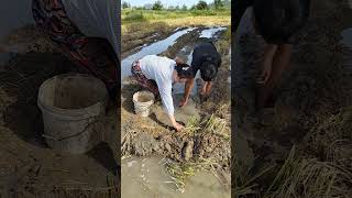 Catch catfish fishingvideo fishingtechniques farming bigcatfish [upl. by Tenom957]