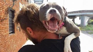 Pitbull Dog Cries Out In Happiness After Months Apart From Owner [upl. by Rawden883]