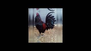 Black mcrae gamefowl breed [upl. by Aikcin]