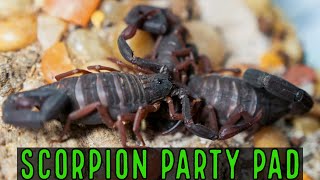 Unboxing Florida Bark Scorpion Communal C gracilis [upl. by Naesyar]