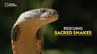 King Cobra Rescue  Search For King Cobra  हिंदी  S1  E1  Nat Geo [upl. by Forrester903]