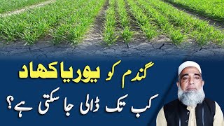 Last application of Urea fertilizer in wheat crop  Crop Reformer [upl. by Naujej]