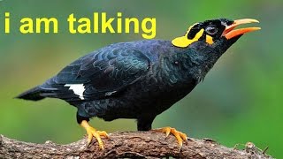 talking myna bird  waw [upl. by Eive]