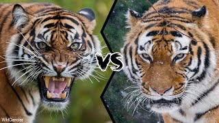 BENGAL TIGER VS SIBERIAN TIGER  Who Is The Strongest [upl. by Bloch]