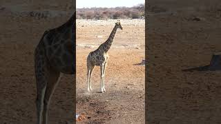 Giraffe at Etosha National Park Namibia [upl. by Burta]