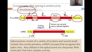 DNA Transcription and Translation [upl. by Solon]