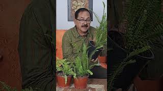 Dont Panic Troubleshooting Tips for Your Troubled Fern Plants [upl. by Anilek]