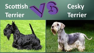 Scottish Terrier VS Cesky Terrier Breed Comparison  Cesky Terrier and Scottish Terrier Differences [upl. by Dnomsed]