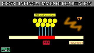 Cross Linking And Immunoprecipitation  Clip Technique  CLIP [upl. by Annel]