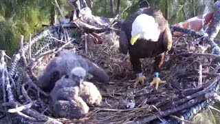 20220126 攻擊手足 Zoo Miami Eagle Cam [upl. by Shriner]