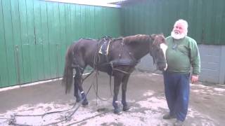 P2  Breaking your own horse to harness  retraining a horse that bolted pulling a tyre [upl. by Alrahc]