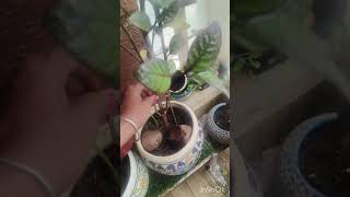 Cutting se grow Eranthemum plant ki care [upl. by Annoyt]