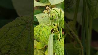 How to control aphids farming howtogrowwintervegetables fruitplants gardening garden [upl. by Katonah]