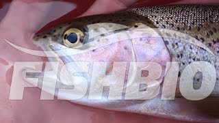 Studying Fish on the Tuolumne River [upl. by Boys]