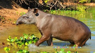 Anta  Tapir  Fatos Sobre a Anta [upl. by Animahs]