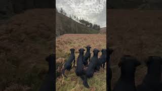 Nice marked retrieve from Luna while out picking up drivenshooting labrador gundog [upl. by Eerized]