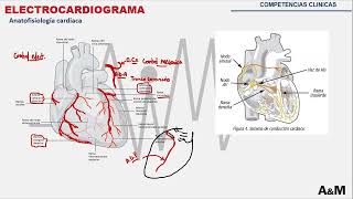 ELECTROCARDIOGRAMA [upl. by Corenda859]