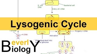 Lysogenic Cycle [upl. by Walrath]