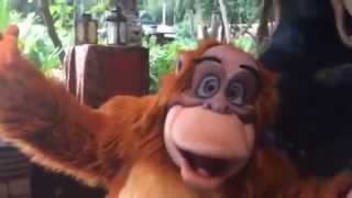 Meeting Baloo and King King Louie at Disneys Animal Kingdom [upl. by Anircam]