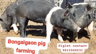 PIG farming Bongaigaon Hampshire piglet [upl. by Ecneralc911]