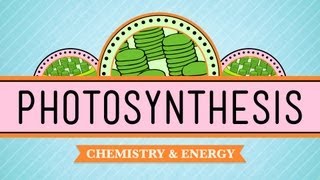 Photosynthesis Crash Course Biology 8 [upl. by Saunderson]