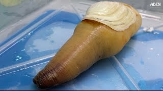 Geoduck Sashimi  Street Food in Japan [upl. by Immat414]