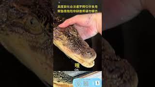 鳄鱼撒娇的声音你听过没？ reptiles 鳄鱼 crocodile 鳄鱼 分享 animals 分享 猛兽 寵物 猛兽 寵物 搞笑 cute 饲养员 [upl. by Iva734]