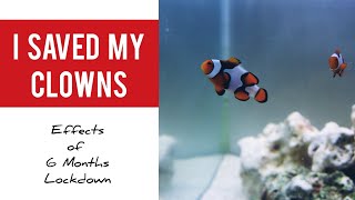 How I SAVED My Marine Tank  Tamil  Effects of 6 Months Lockdown [upl. by Allisirp]