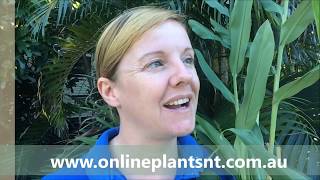 How to propagate Hedychium Coronarium ornamental ginger [upl. by Lahsram222]