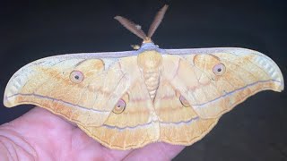 Antheraea Yamamai 참나무산누에나방 [upl. by Staley]