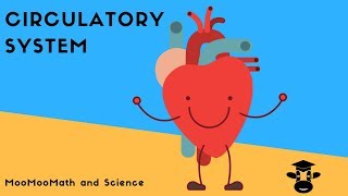 How blood flows through the bodyThe Circulatory System [upl. by Nohsyt]