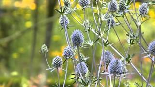 Eryngium planum Blauer Zwerg [upl. by Uzziel]