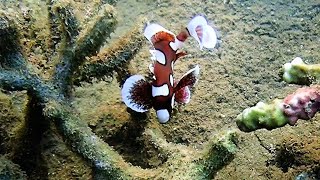 Snorkeling devant le Two fish Lembeh  Sulawesi 2024 [upl. by Vitus]