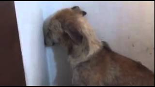 Angel the lurcher so traumatised by ill treatment she won’t look away from the wall [upl. by Cyprio]