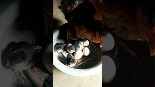 Chichen shorts shortvideo viralvideo trending funny video voice sound chicken [upl. by Enelrats916]