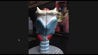 Larynx Anatomy [upl. by Bust850]