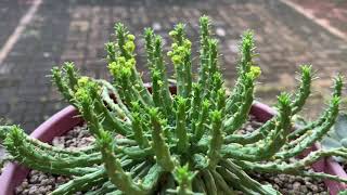 Euphorbia flanaganii Medusa’s Head [upl. by Nalla150]