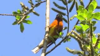 Blackheaded Grosbeak [upl. by Jotham]