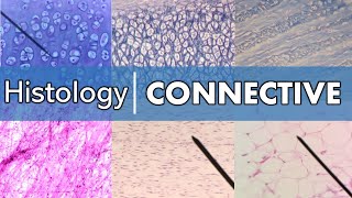 Histology  Connective Tissue [upl. by Evy793]