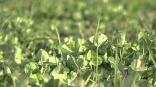 Choosing Red Clover  Cotswold Seeds [upl. by Haiacim247]