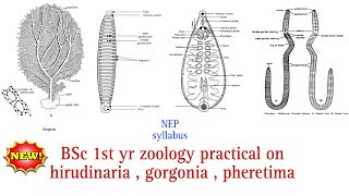 BSc 1st yr zoology pratical on hirudinaria gorgonia pheretima zoology pratical  NEP syllabus [upl. by Nonnac]