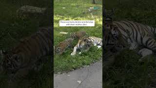 Amur tiger cubs explore their habitat in public debut at Minnesota Zoo [upl. by Luella]