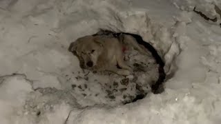 El viejo perro yacía llorando en un pozo de nieve pidiendo ayuda con muchas balas en el cuerpo [upl. by Yde216]