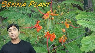 Incredible Benefits and Uses Of Senna Plant [upl. by Lilac240]