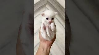 Kitten meowing catvoice catsound thecatlife [upl. by Ervin685]