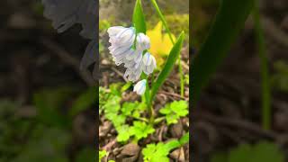 Puschkinia Flower  Striped Squill Bloom [upl. by Dedrick]